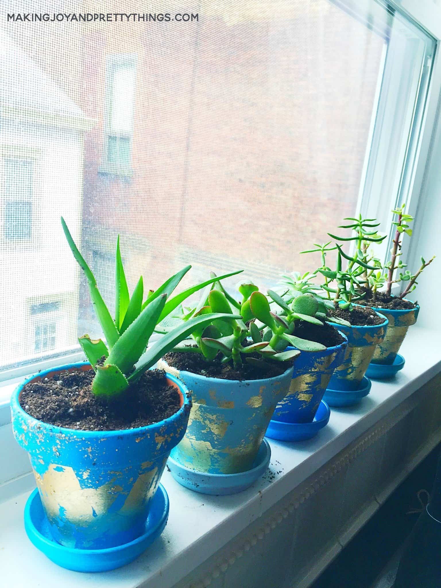 Beautiful gold leaf planters lined up in a window sill painting blue and fill with succulents 