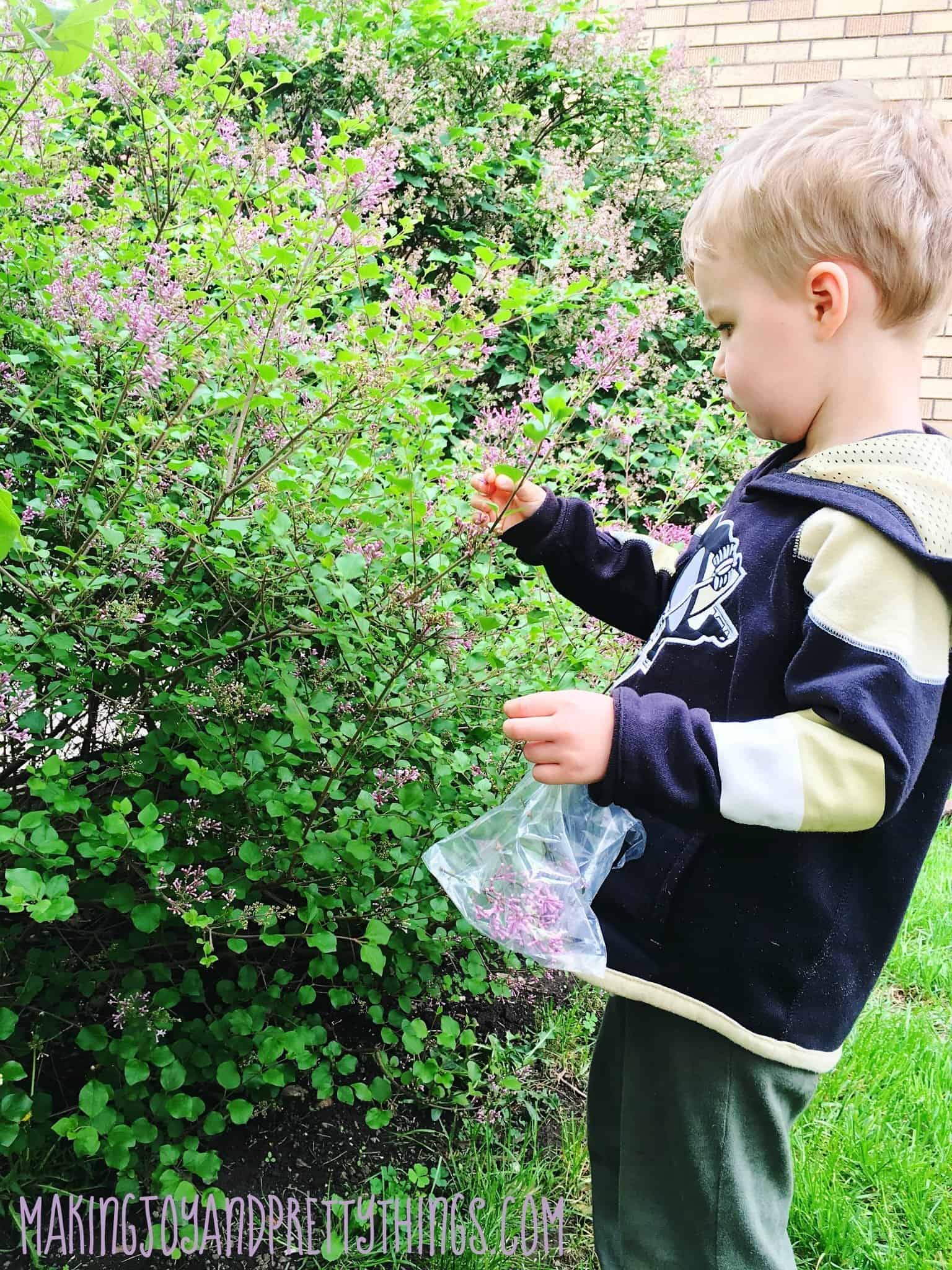 A little boy in a navy blue, tan, and white sweatshirt stands in front of a bush with purple flowers. He is picking flower petals and putting them in a small plastic bag to make a DIY pressed flower suncatcher craft.