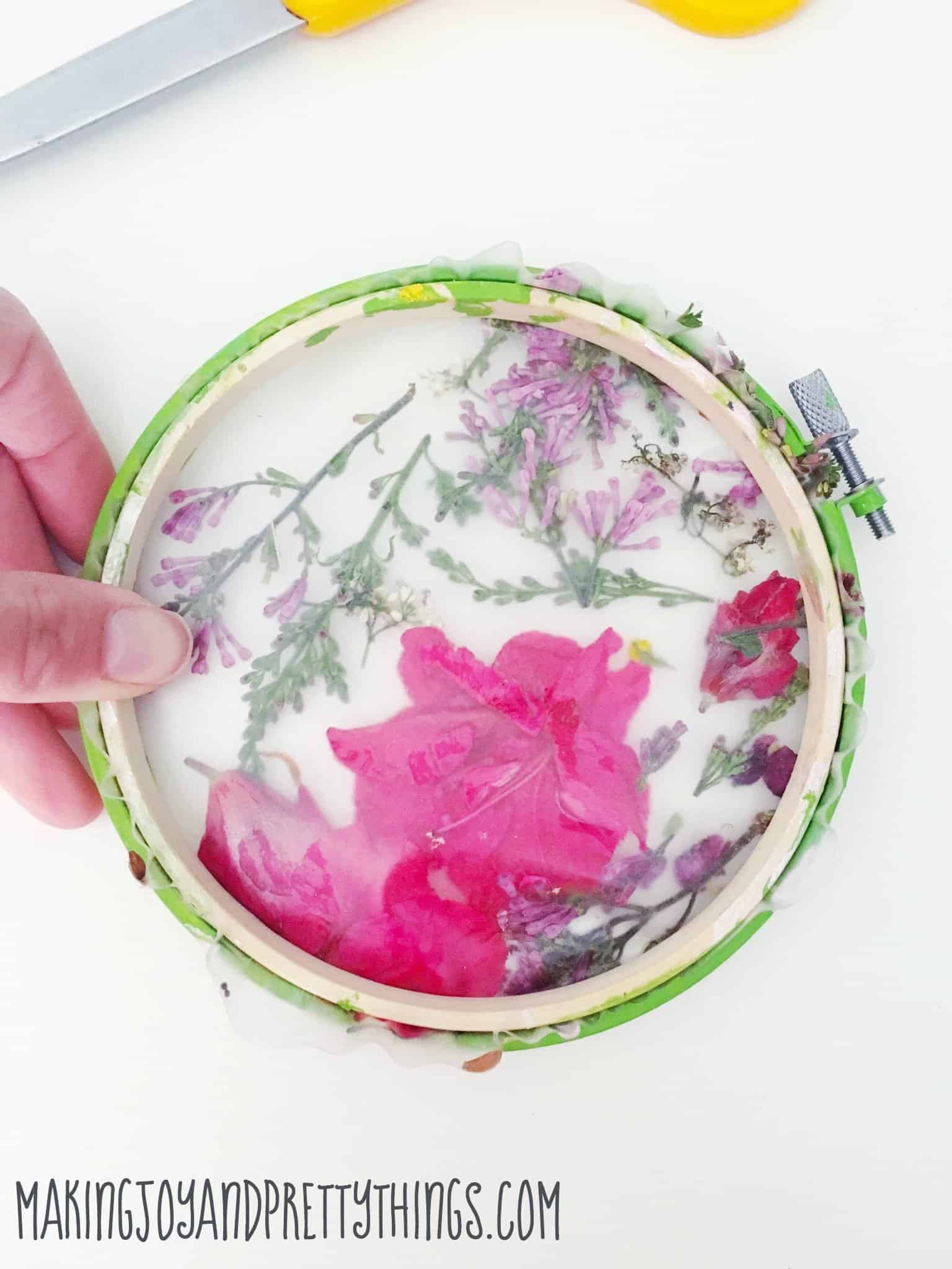 A look at the almost-completed pressed flower suncatcher. Two small wood embroidery hoops hold a contact paper filled with pressed pink and purple flower petals. The embroidery hoop is painted yellow and green.