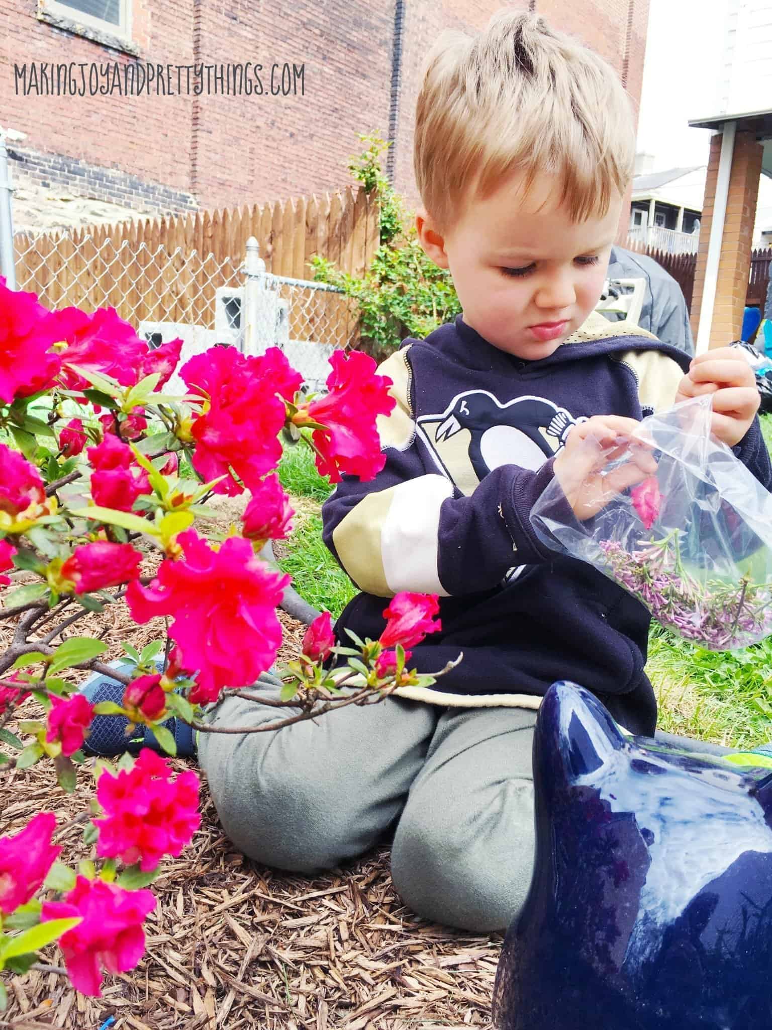 A little boy sits outside, picking petals of pink flowers off a bush and putting them in a plastic bag for a pressed flower suncatcher craft.