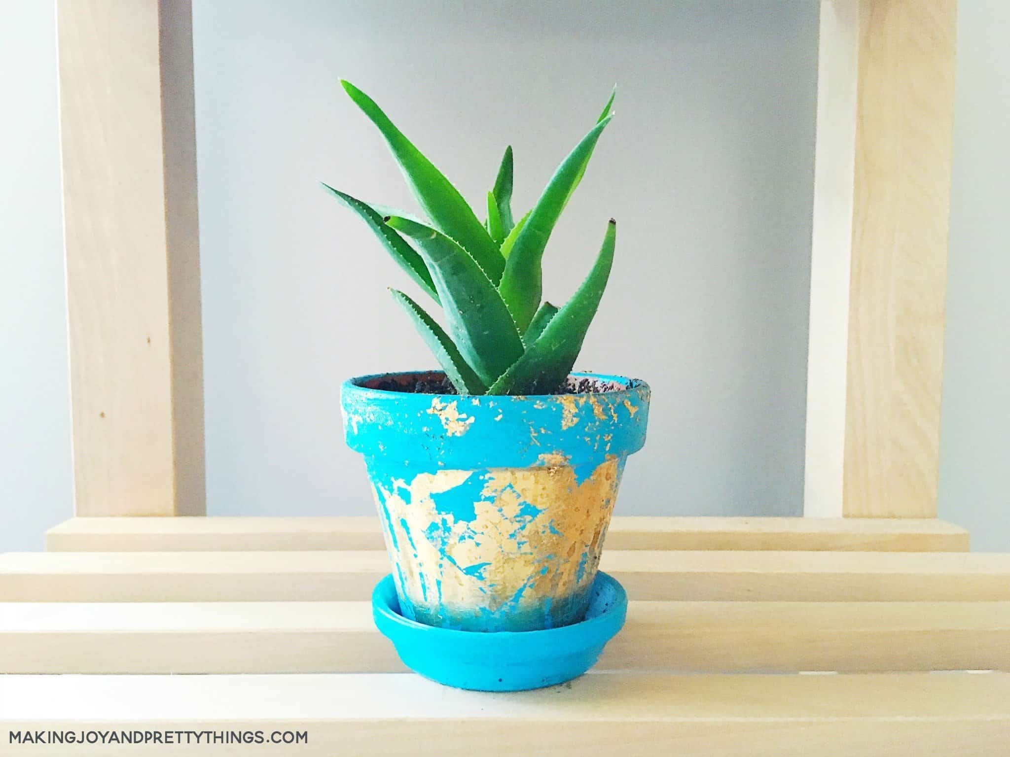 Aloe plant in a DIY gold leaf planter made from a potted plant idea to makeover a terra cotta pot