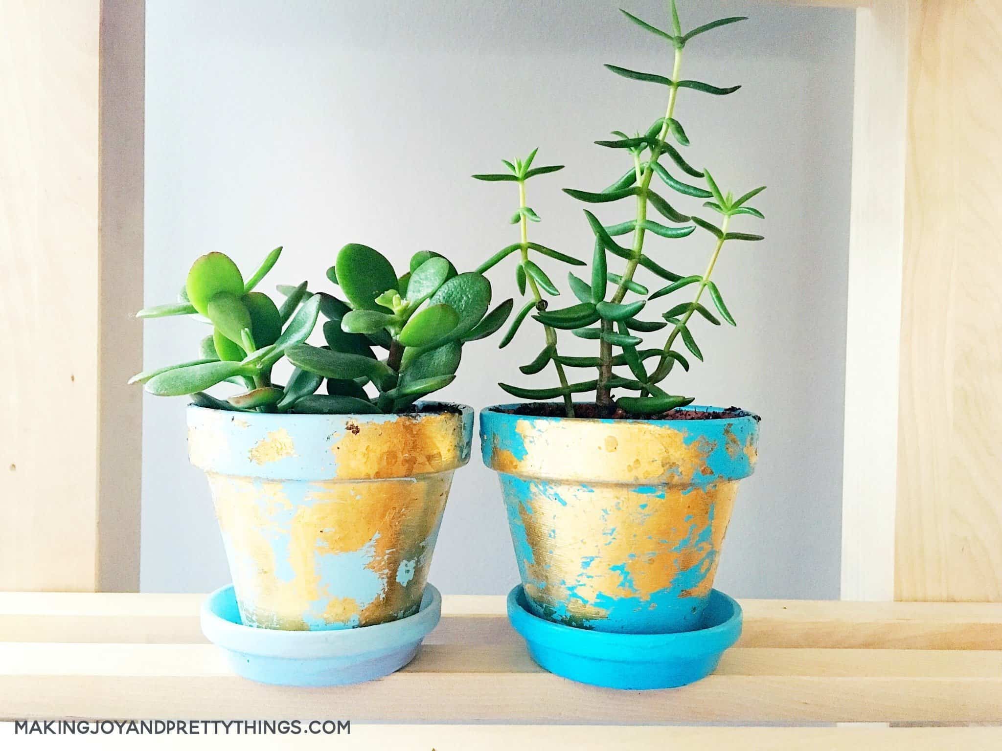 Succulents are a great plant for pots that have been transformed using gold foil and paint