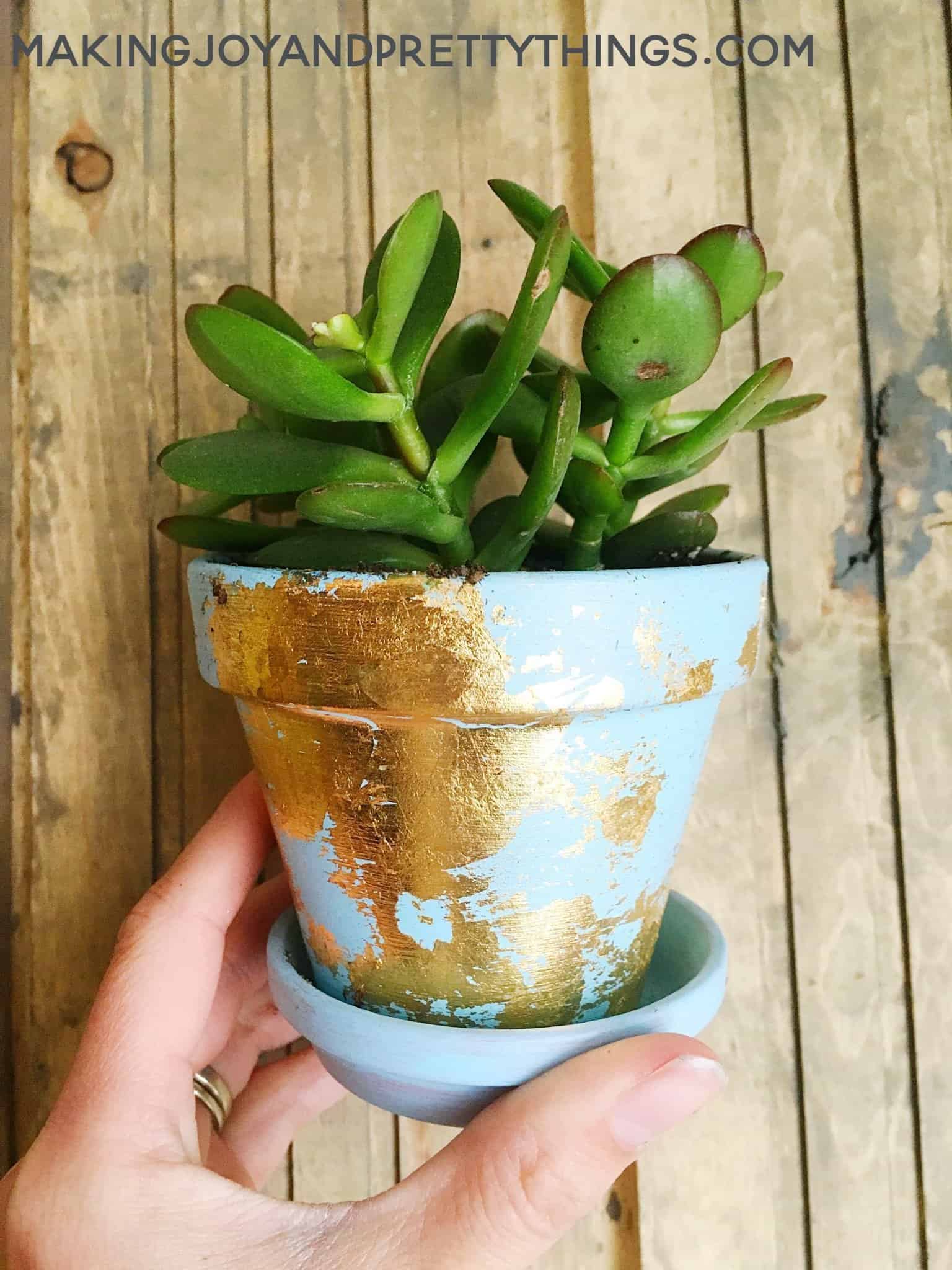 potted plants filled with succulents make a great diy gift and is simple and easy to finish 