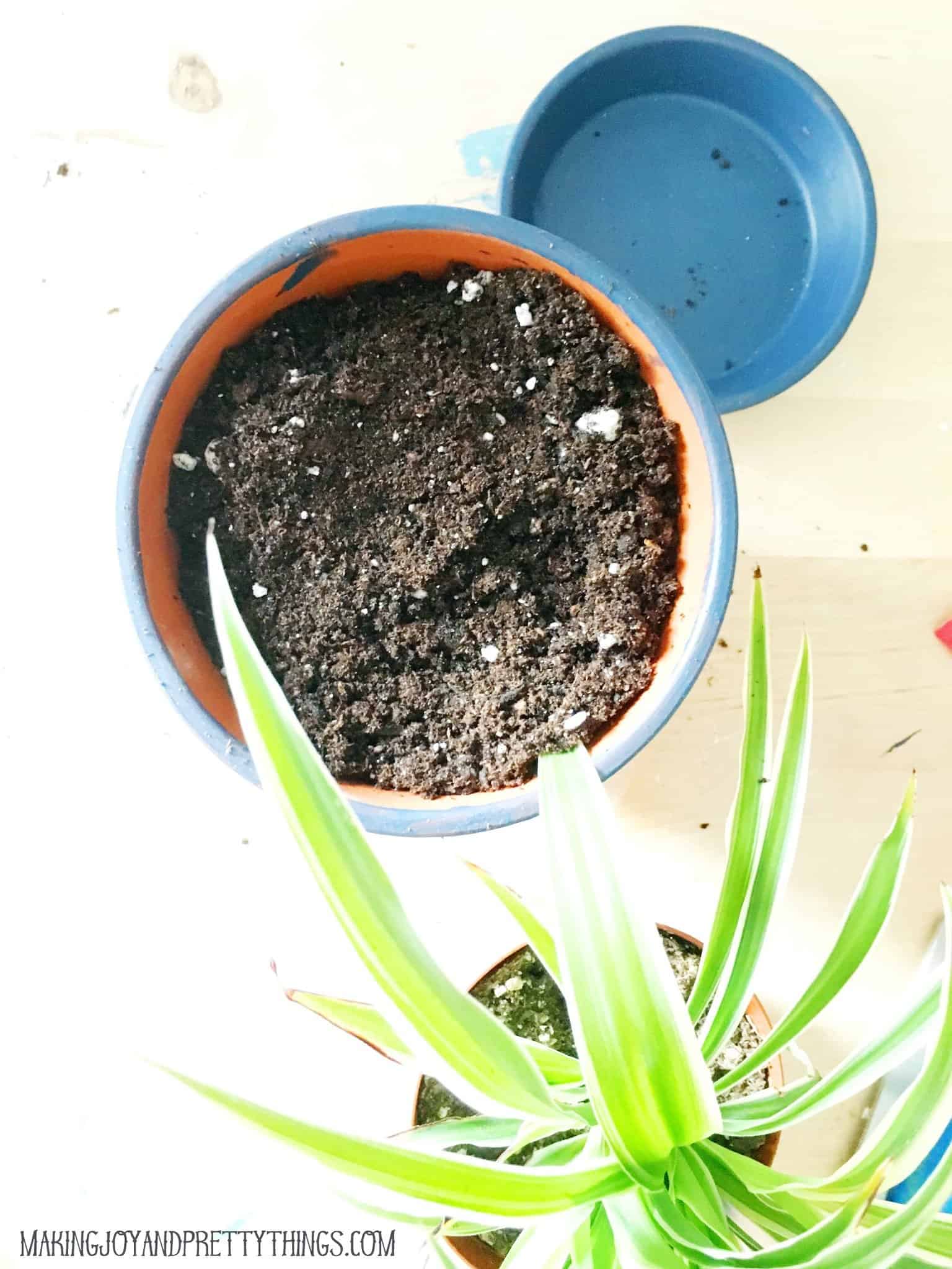 A blue-painted terra cotta pot is filled with potting soil, and a healthy green dracaena plant is ready to be transferred into the terra cotta pot.