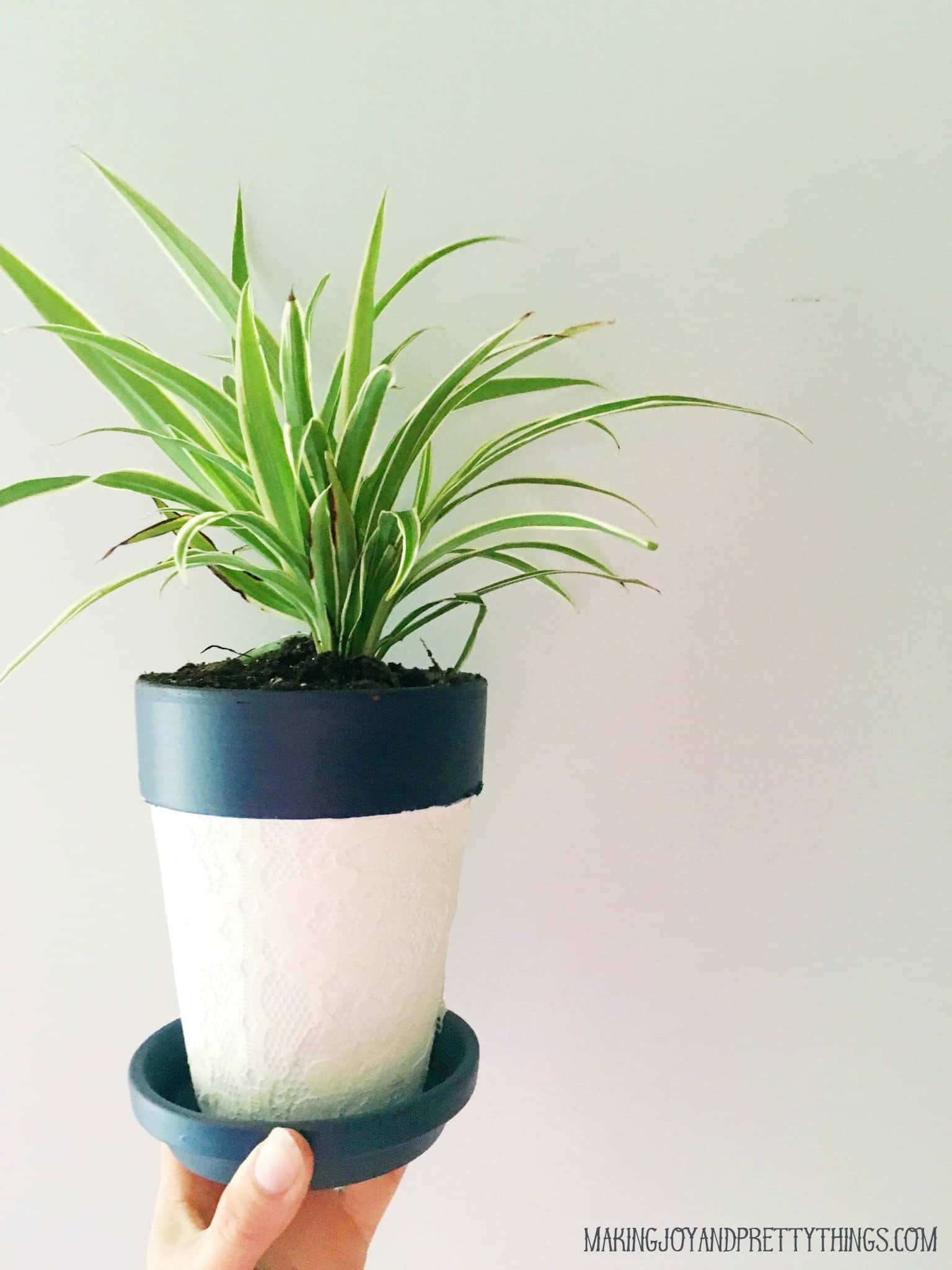 A freshly potted dracaena plant in a white and blue painted terra cotta pot. The pot is painted white and covered in a lace fabric, and the pot rim and saucer are painted a deep blue.