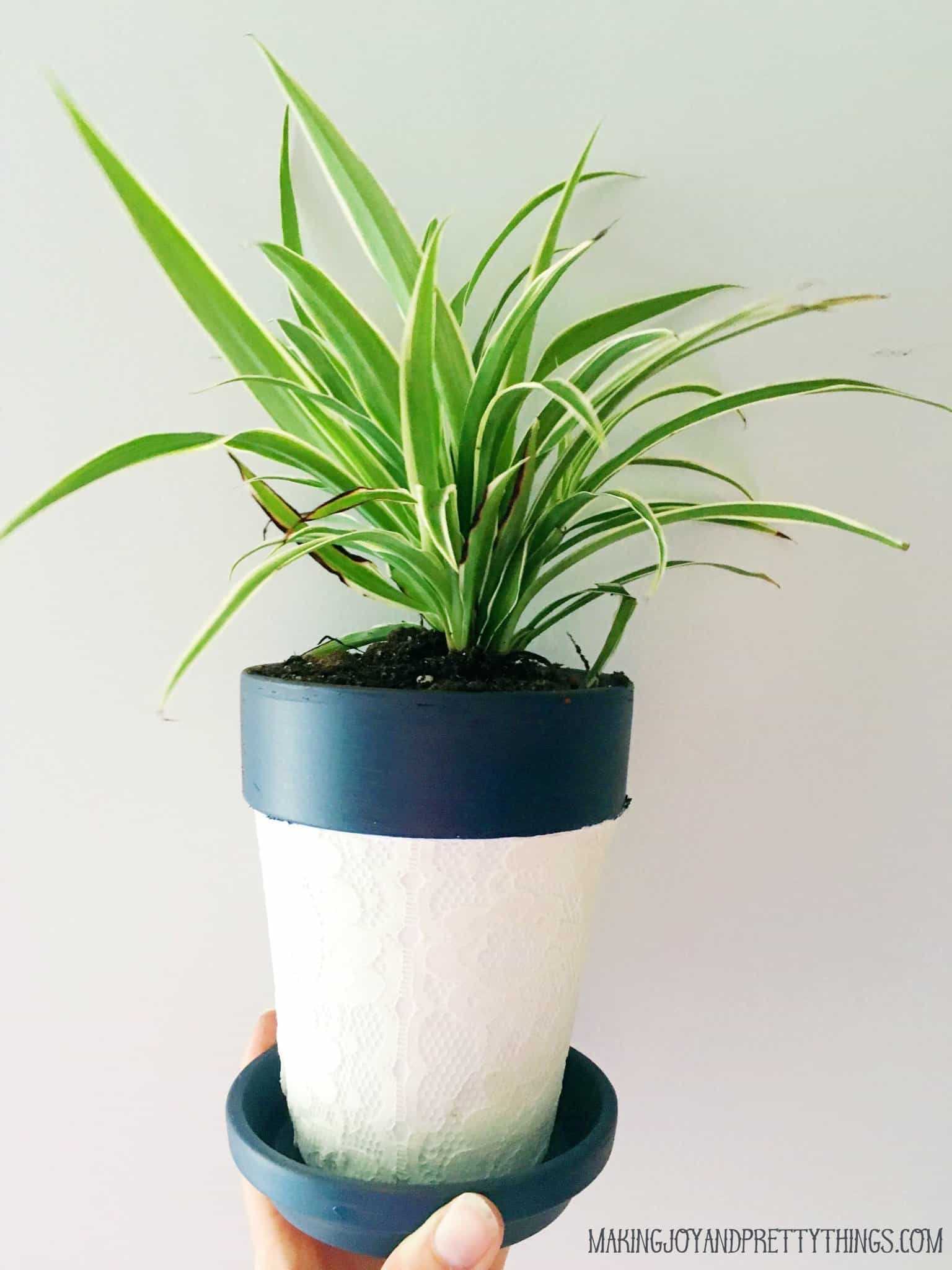 A woman's hand holds a small lace-covered potted dracaena plant. The pot is painted a deep navy blue and white, with white lace covering the body of the pot.