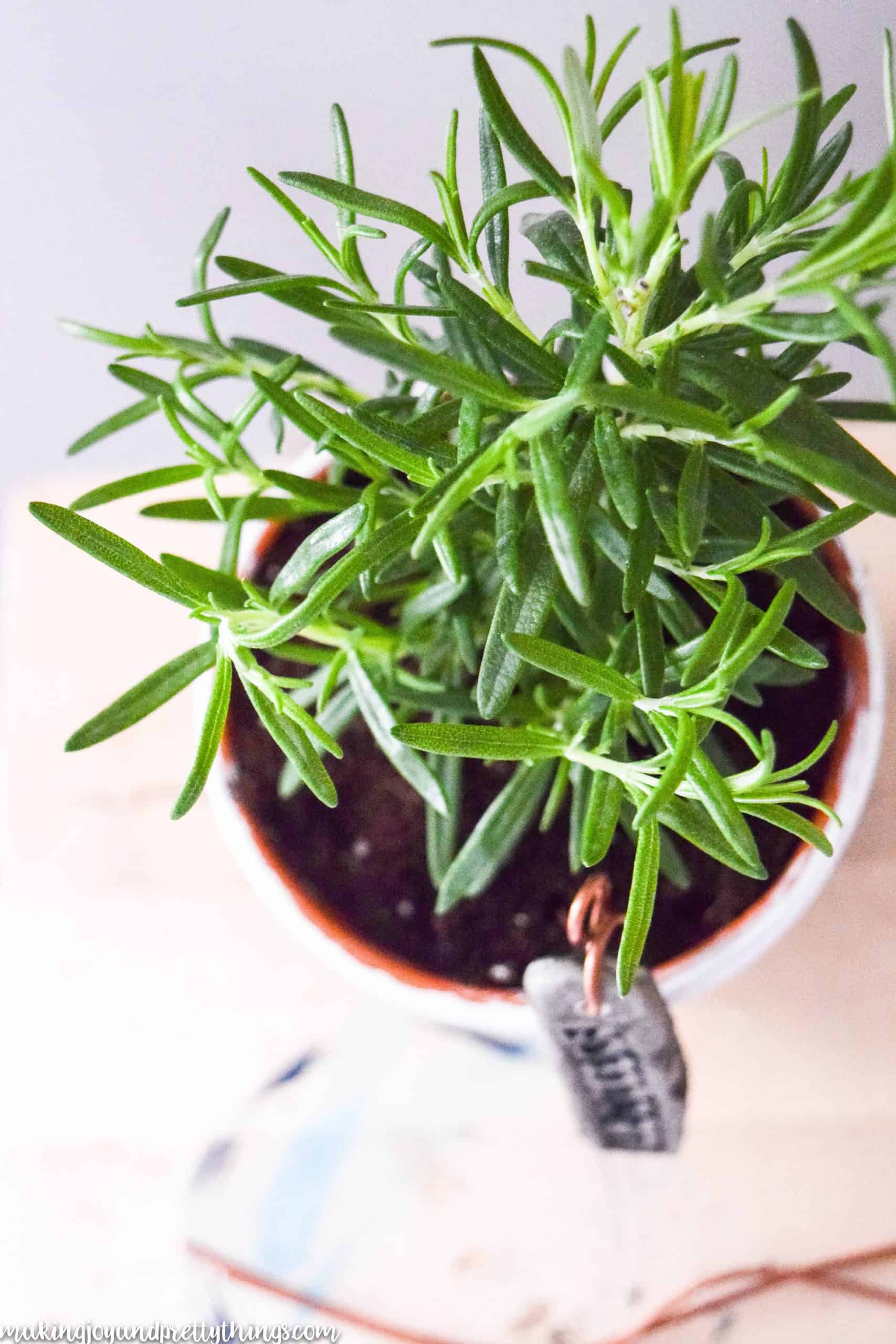DIY Plant labels using clay and copper wire. Really adds rustic and farmhouse charm to plants. Easy DIY plant markers perfect for herb garden, container garden or vegetable garden.