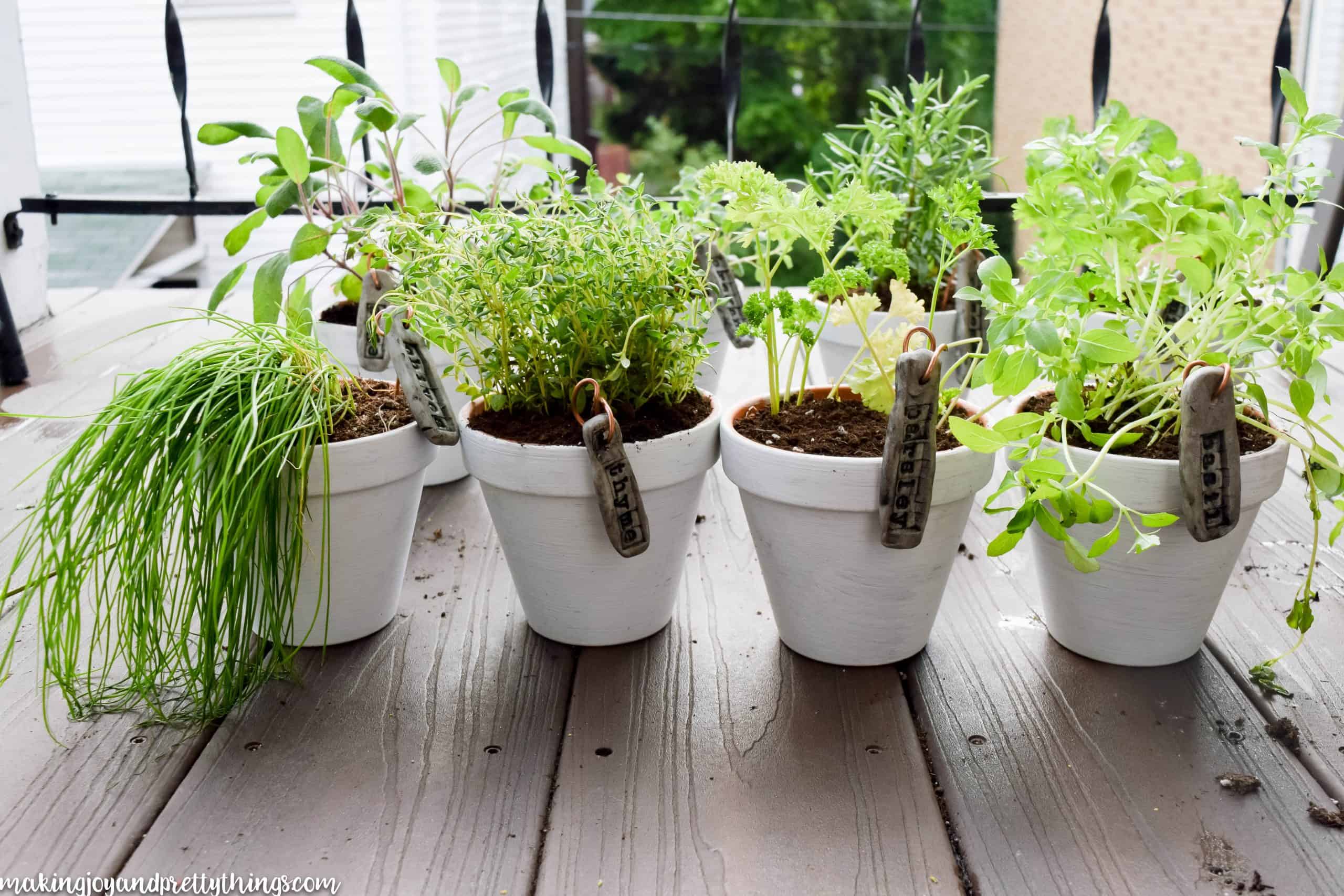 Various herbs for a garden planted in white clay pots that have DIY garden labels