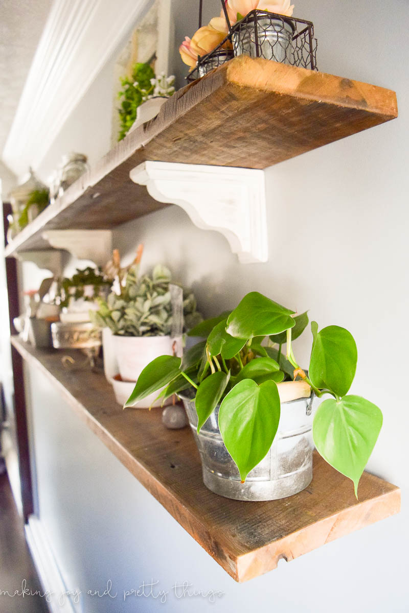 Philodendron plant on rustic shelves in indirect natural light is the best way to help it grow and become a focal point for your decor