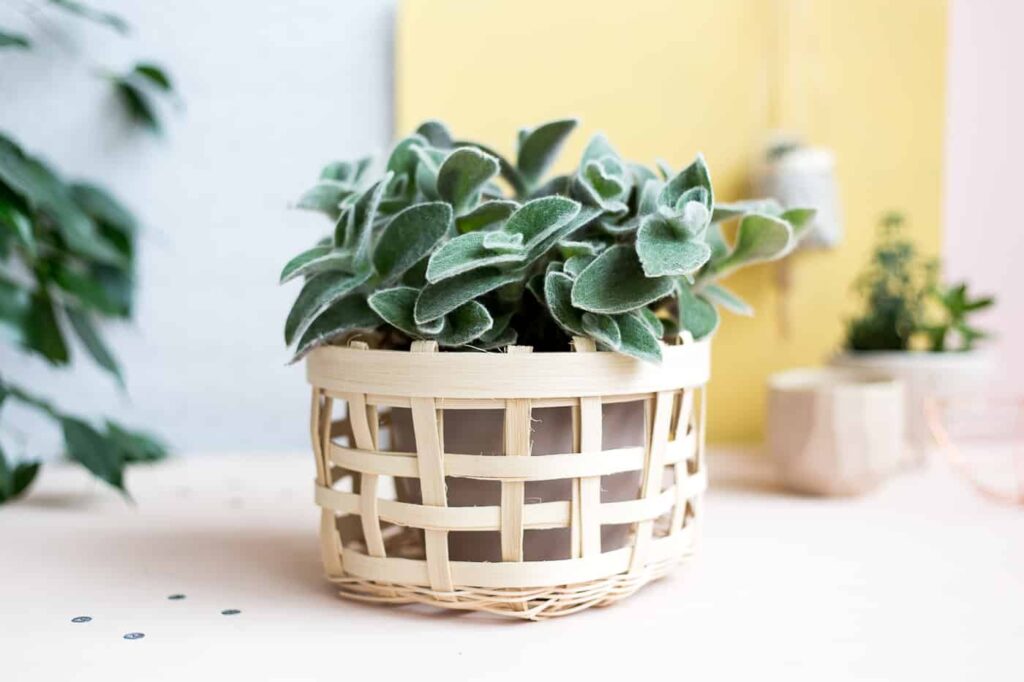 diy planters | diy planter ideas | diy plant pots | planter ideas | planters DIY | farmhouse plant pots | farmhouse planters