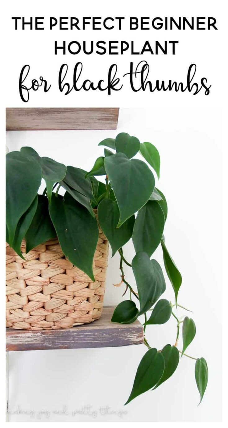 philodendron | black thumb plants | black thumb gardening | indoor plants | indoor plants decor | indoor plants low light | philodendron care | philodendron plant | green thumb | plant lady | houseplants | easy house plants