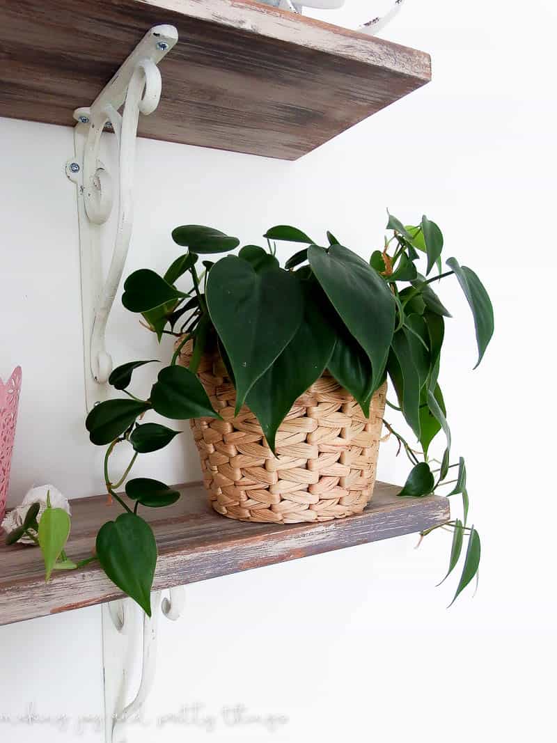 Healthy greenery is easy when you learn how to care for philodendron plants using these simple steps