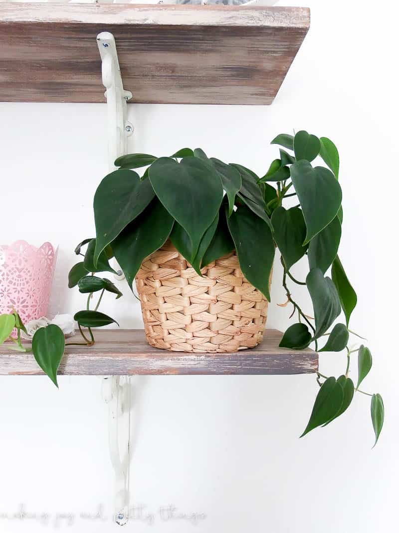 Looking for ways to keep plants alive stick with a philodendron plant and follow this hot to care for them tutorial