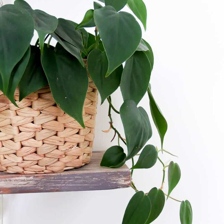 How To Care For Philodendron - Making Joy and Pretty Things