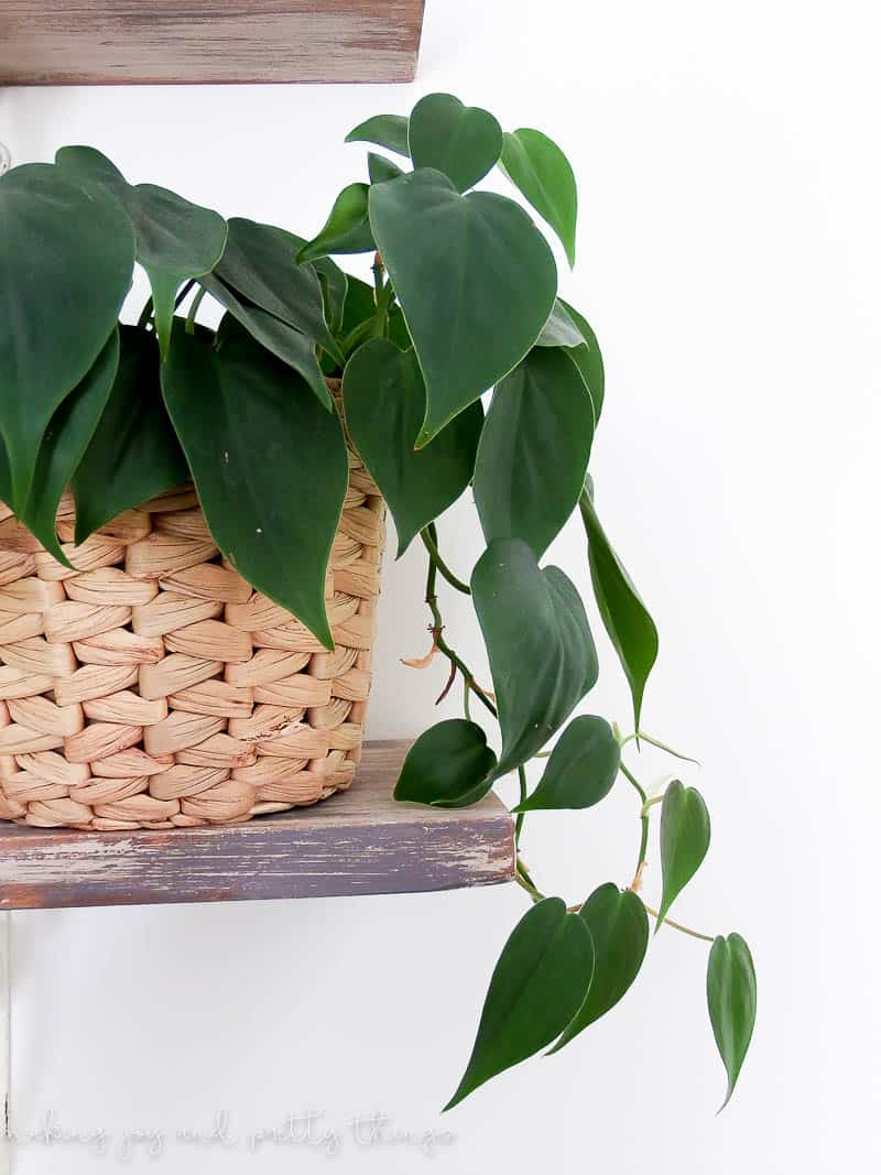 Close up of philodendron leaves that have been well taken care of and are beginning to hang over rustic shelving