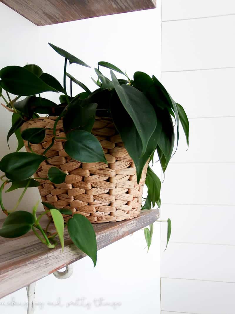 Green and lush plant in a basket that is growing healthily and is a great design choice for rustic shelving