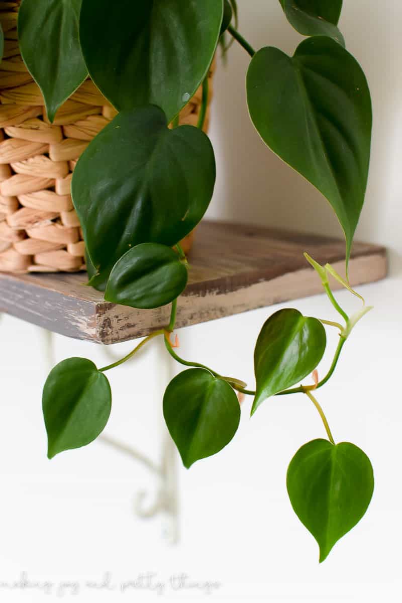 Heart shaped philodendron leaves hanging over a basket and shelves planted on a wall with rustic shelves