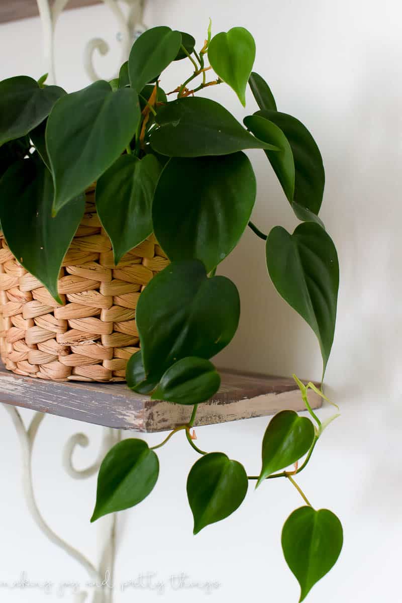 Leaves draping over rustic shelves as part of a philodendron plant that is growing and extremely health and not dead