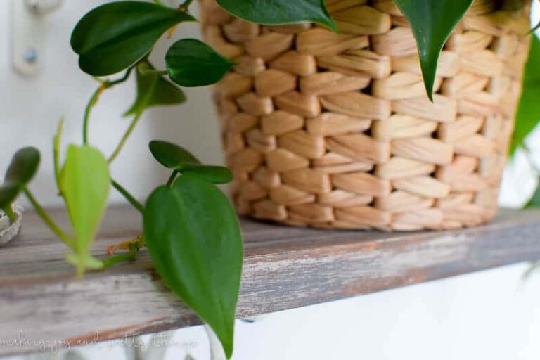 How To Care For Philodendron
