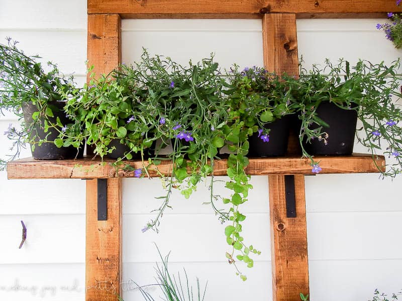 Looking for ideas for potted plants on shelves? This wall herb garden provides a lot of space