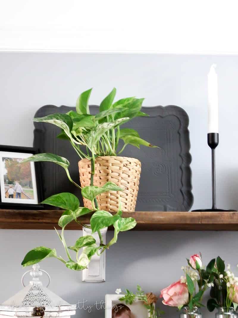 Using multiple styles to decorate shelving hung up in a dining room with rustic touches and plants