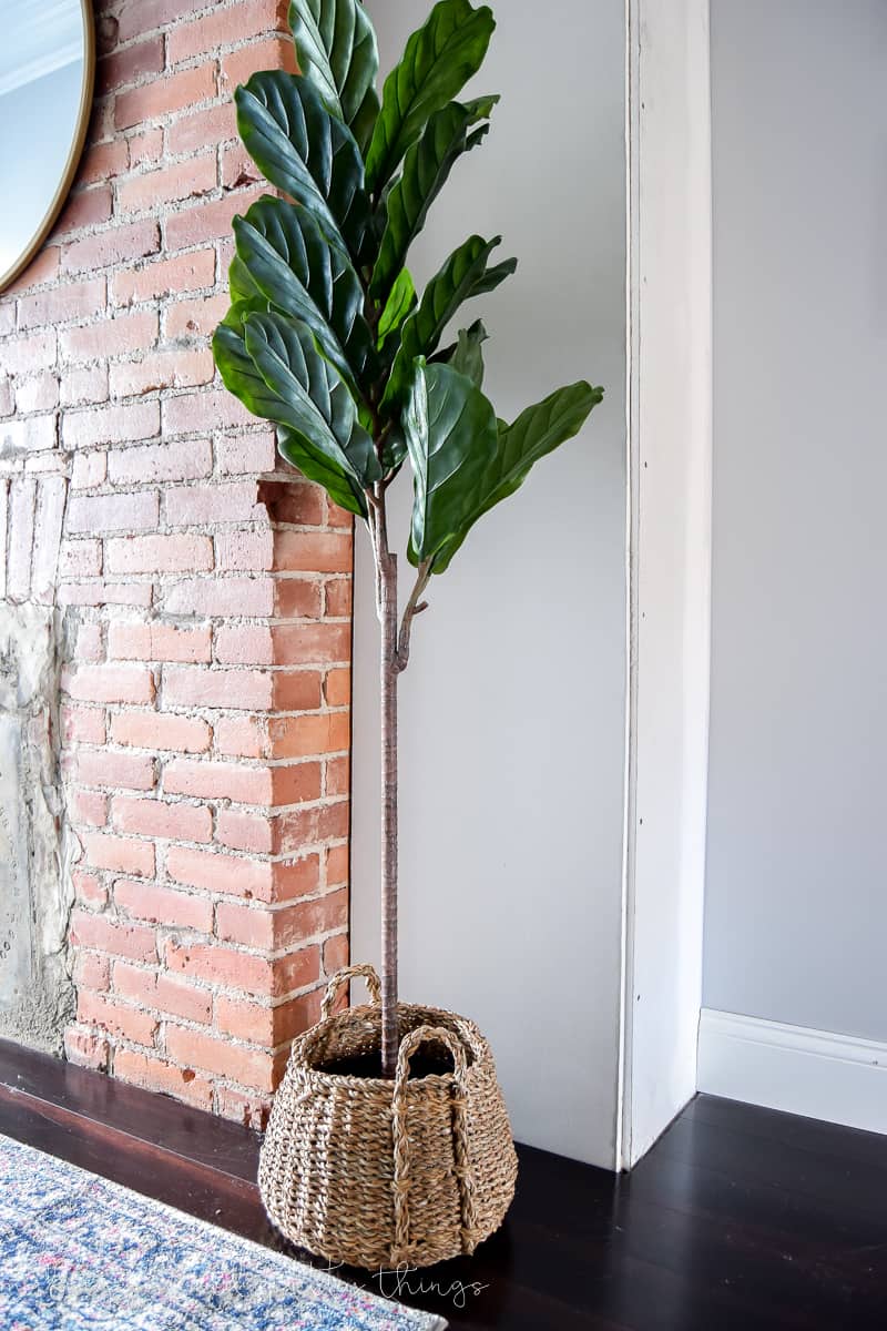 fiddle fig leaf tree in basket pot