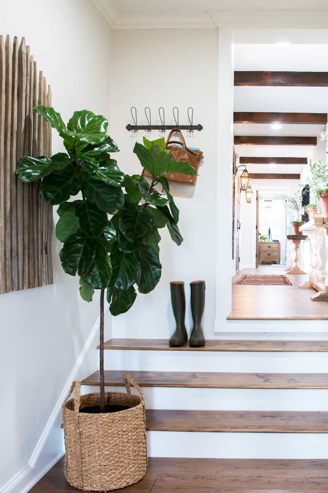 fiddle leaf fig tree