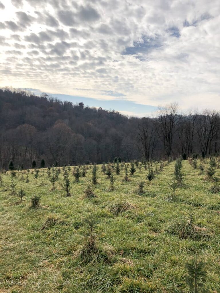 Grupps Tree farm new trees growing on a hill in a line that will be used for future Christmas trees for families
