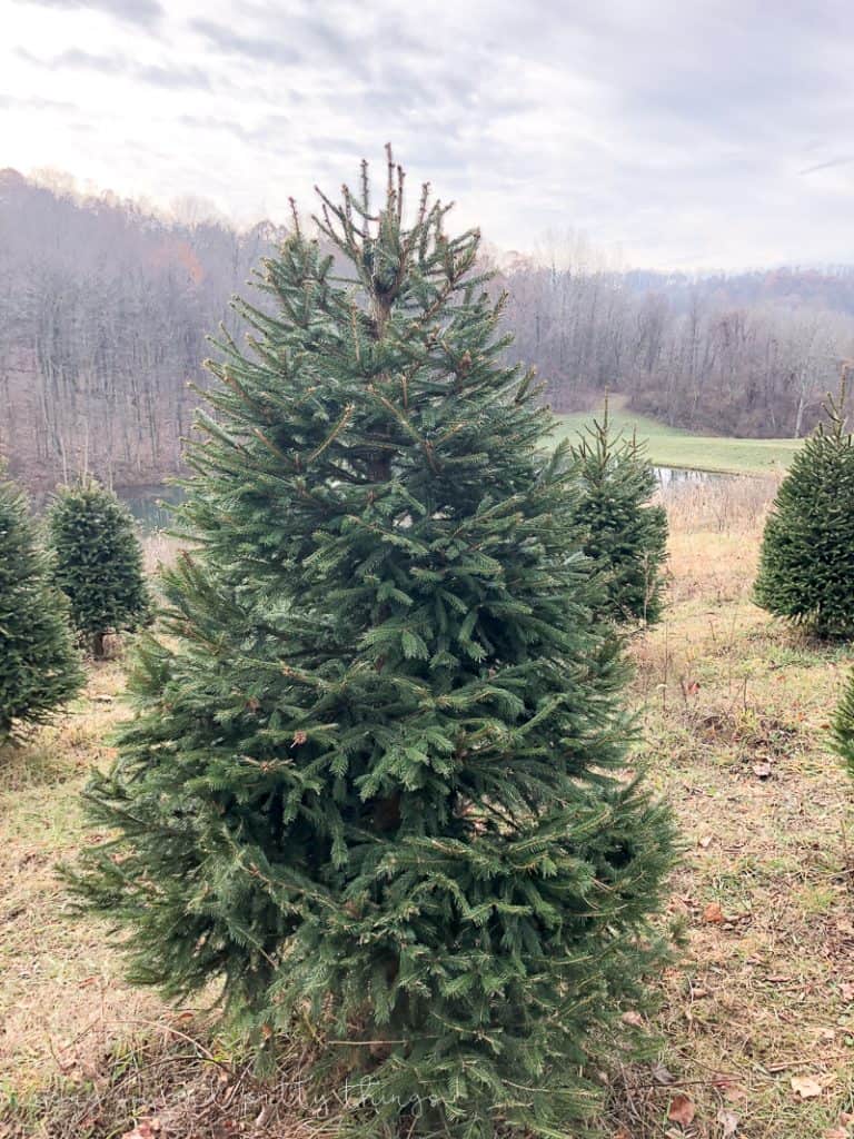 An amazing Christmas tree up on a hill at Grupps Tree farm that would look amazing in a Living room