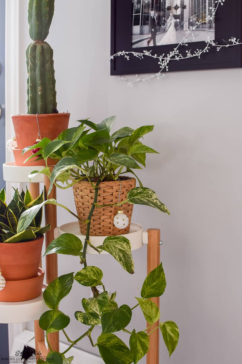 A variety of plants used to offset dining room Christmas decor with hanging and different species of plants